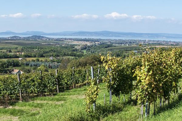 Weingebiet Balatonmelléke