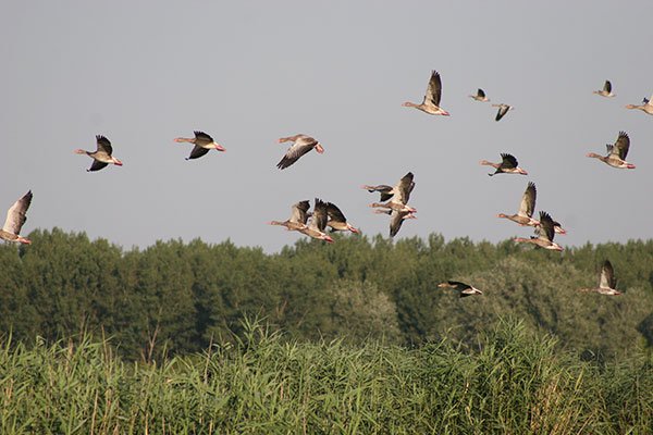 Hortobágyi Nemzeti Park Tisza-tavi Madárrezervátum