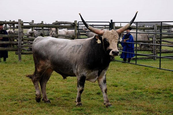 Ungarischen Grau Bullen Fair