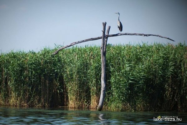 Vízitúrák a Tisza-tavon
