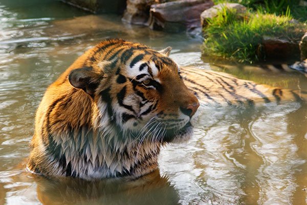 Kecskemét Zoopark