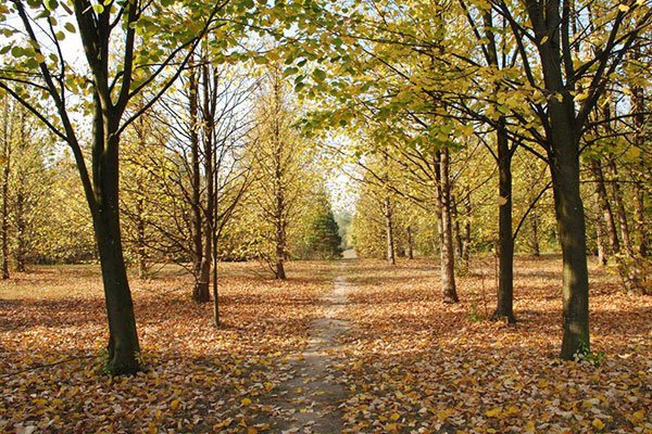 Kecskeméter Arborétum