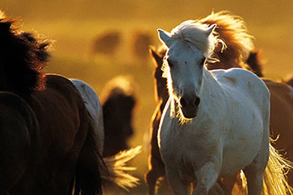 Baktói Riding Club