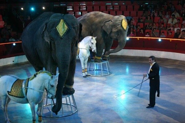 Budapest Circus