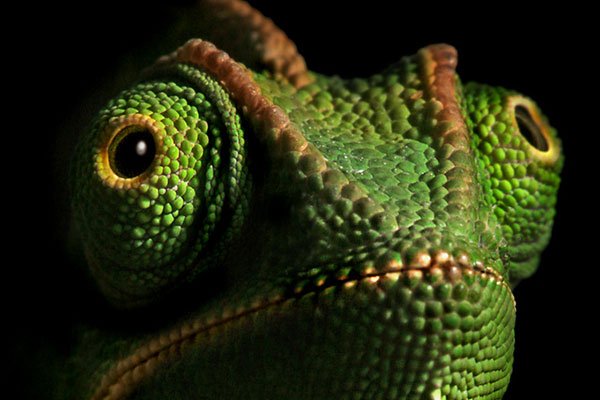 Múzeum Zoo Schmetterling- und exotische Reptilienausstellung