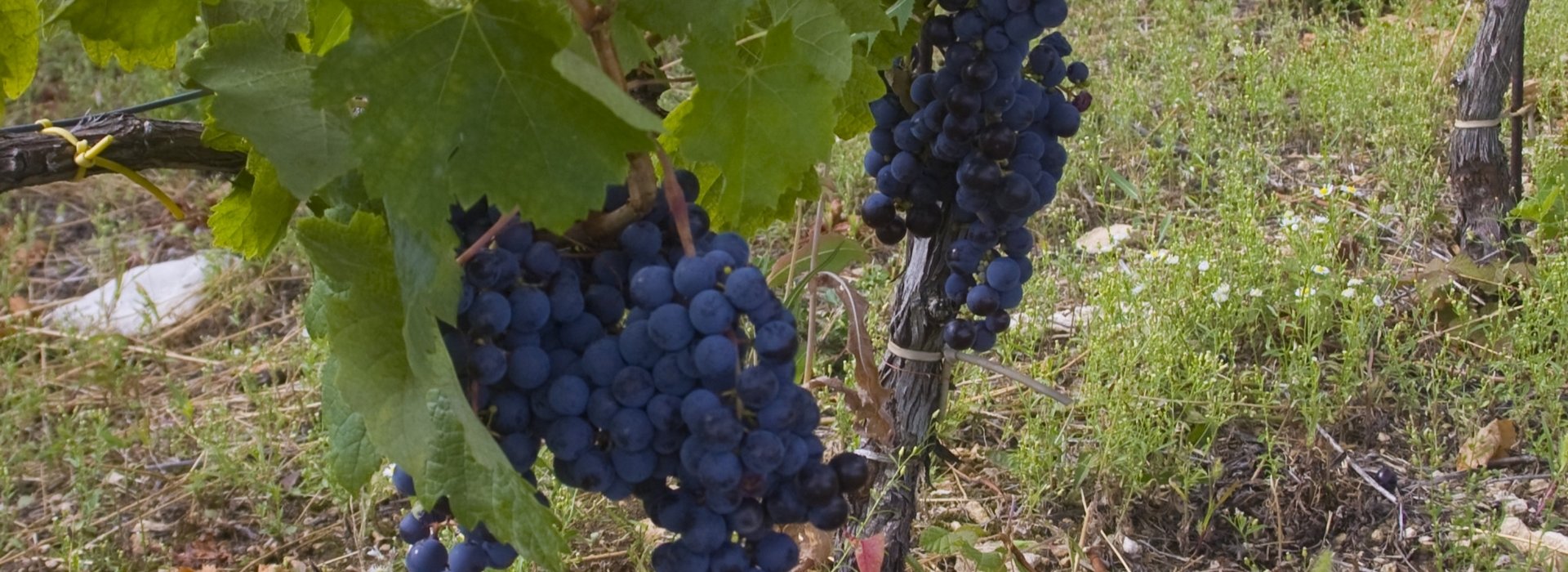 Wineries