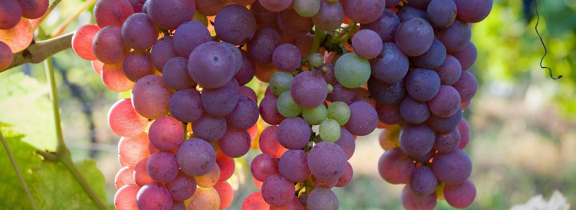 Wineries