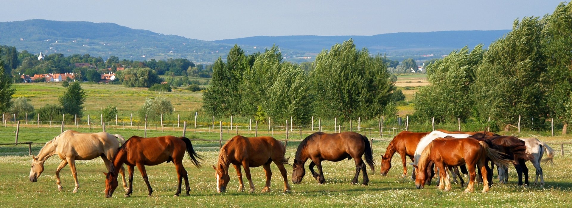 Nemzeti Park
